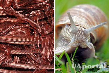 Експерти назвали найпростіший метод позбутися слимаків на дачі без пестицидів
