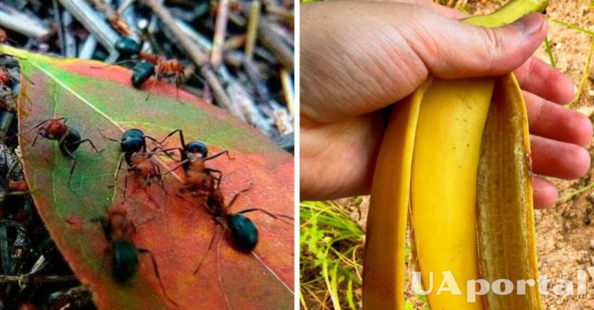 Как отогнать муравьев с участка с помощью банана и борной кислоты