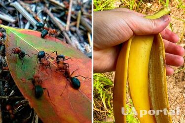 How to drive ants away from the site with banana and boric acid