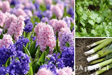 Что можно посеять в сентябре 2023 – сажают осенью