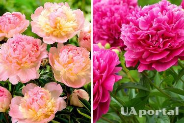 Почему пион стоит пересадить в августе: советы садоводов