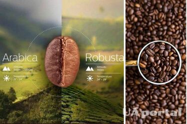 What is the difference between Arabica and Robusta and which type of coffee is better