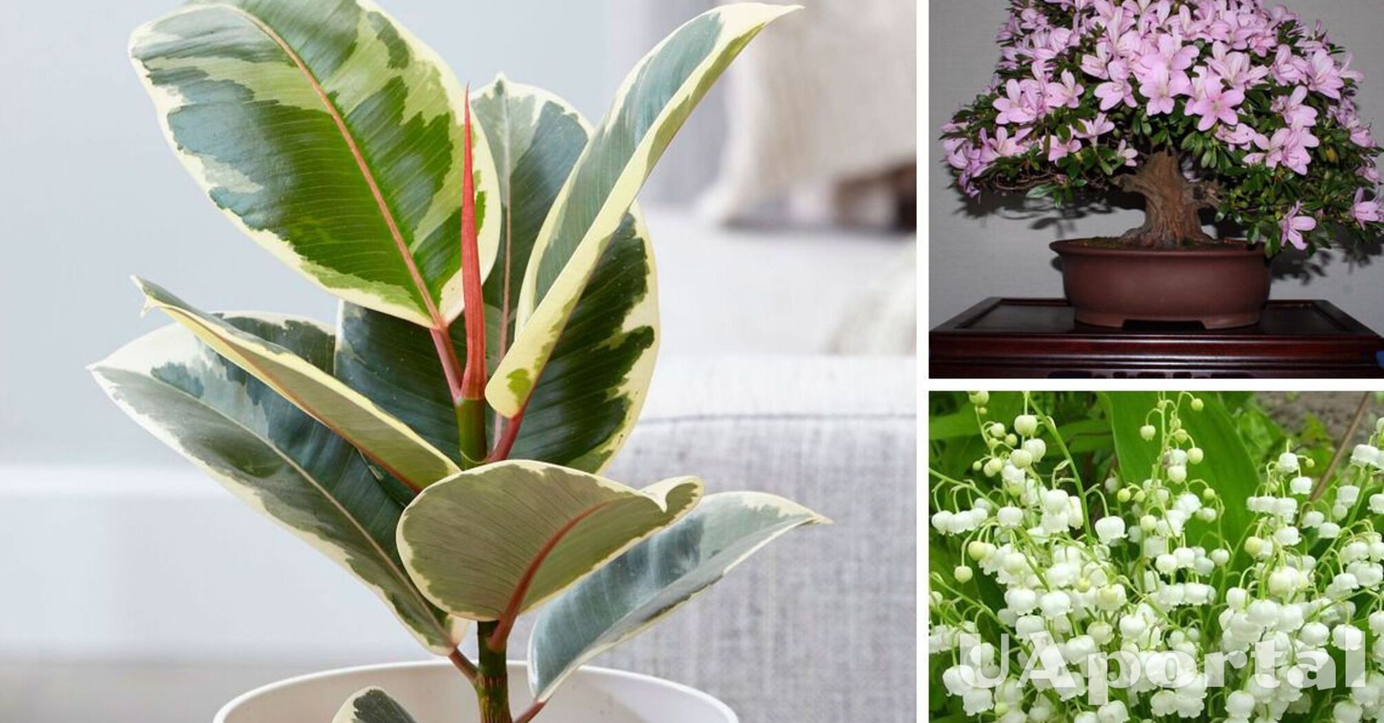 Какие комнатные растения могут вызвать дерматит, диарею и удушение