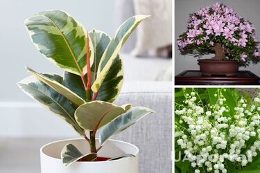 Какие комнатные растения могут вызвать дерматит, диарею и удушение