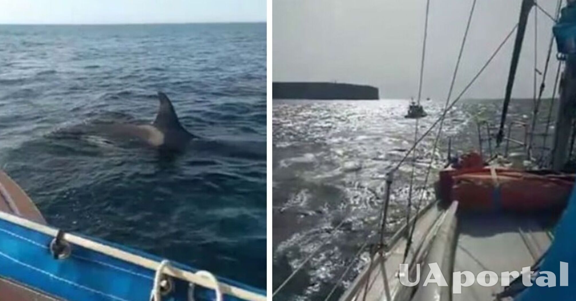 Одразу 5 косаток атакували яхту в Португалії: інцидент потрапив на відео