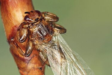 'Летючі кліщі' в Україні. Вже встигли злякатися? Розкриваємо історію маленької комахи, яка тримає в напруженні відпочивальників на природі