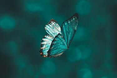 Что означает прилет бабочки в дом ТЕСТ