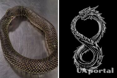 Змеи могут есть собственные хвосты в реальной жизни