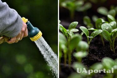 Садоводы назвали лучшее время для полива цветов в августе, чтобы растения не 'сгорели'