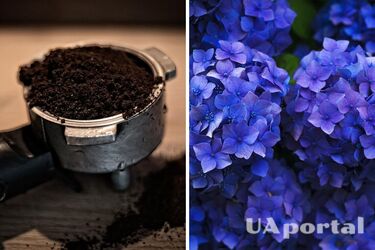 Додайте кавову гущу, щоб гортензії цвіли приголомшливим кольором: поради садівників