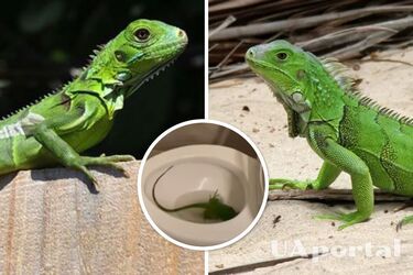 У США подружжя знайшло в туалеті свого будинку живу ігуану (відео)