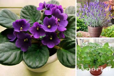 Які кімнатні рослини допомагають швидше та краще засинати