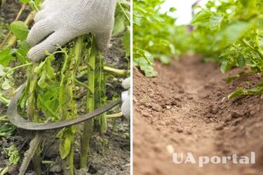 Защита от вредителя и увеличение роста: топ-3 причины скашивать ботву картофеля