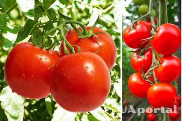 Як удобрювати помідори в серпні