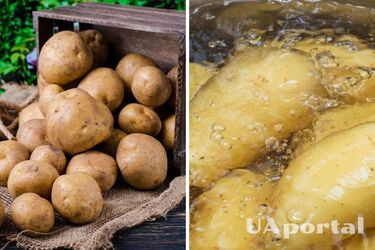 Чем заменить картофель в блюдах: альтернативные продукты