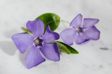 Повір'я які важливо знати перед тим як дарувати квіти ТЕСТ