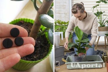 How to get rid of mould and excessive moisture in potted houseplants