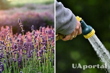 Садівники назвали основну помилку, через яку лаванда засихає