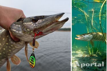 Как ловить щуку на живца