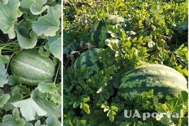 Как удобрять арбузы в августе, чтобы получить крупный урожай