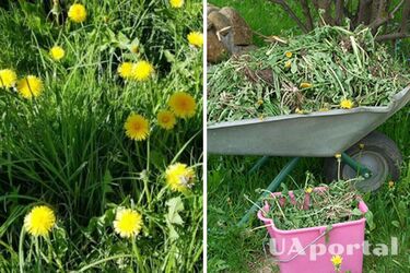 Fights pests and nourishes: how to use dandelion infusion in the garden