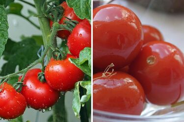 Як доглядати за помідорами, аби вони не стали водянистими: корисні поради