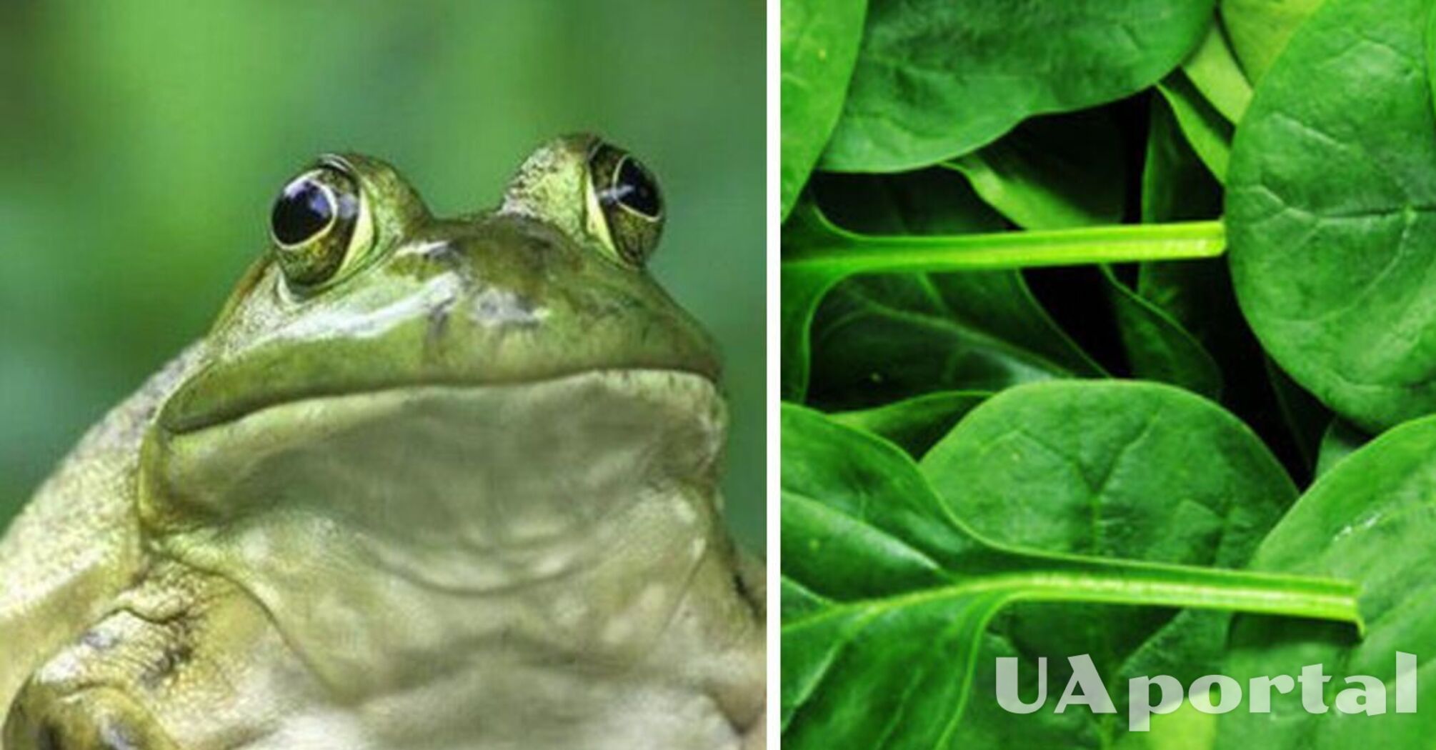 A woman found a live frog in a package of spinach (video)