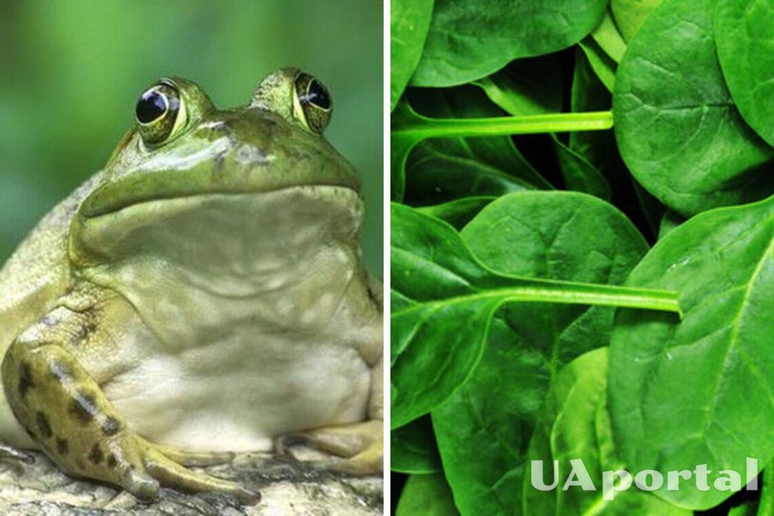 A woman found a live frog in a package of spinach (video)
