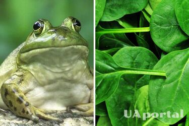 Жінка в упаковці шпинату знайшла живу жабу (відео)