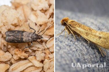 How to get rid of moths with lavender