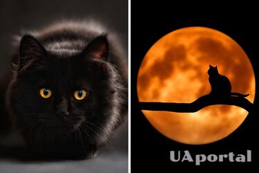 Прикмети про котів - чи приносить нещастя чорна кішка та що буде, якщо стати котові на хвіст