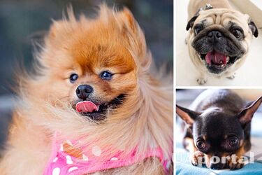 Какие собаки подходят для квартиры – какая порода собаки лучшая для квартиры