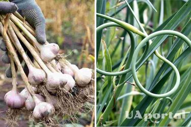 Когда копать чеснок 2023 года - Когда можно извлекать чеснок и как понять, что чеснок созрел