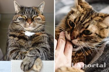 Чому коти нападають та стають агресивними - як зрозуміти, що кішка психопат - агресивний кіт що робити