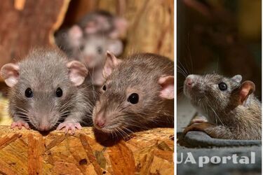 Як позбутися щурів у будинку, підвалі та гаражі