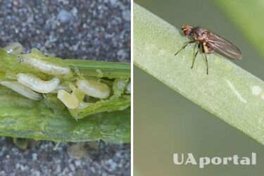 Как отпугнуть вредителей от лука