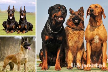 Какие породы собак лучше всего подходят для защиты людей и охраны дома