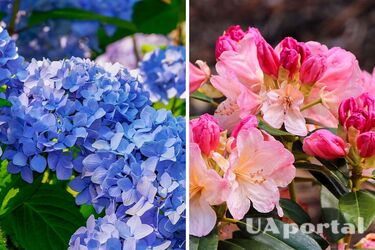 Пять растений, которые ни за что нельзя сажать рядом с гортензиями: советы садоводов