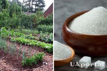 Навіщо посипати грядки цукром: геніальний лайфхак від городників