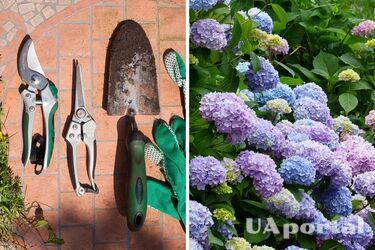 Садівники пояснили, як підстригти гортензію, щоб вона буйно квітла наступного року