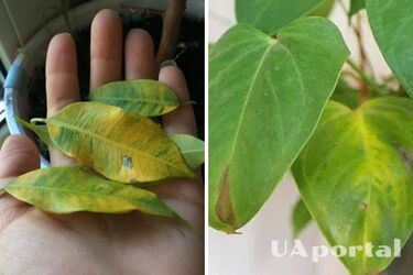 Як врятувати листя рослин від підсихання кінчиків: поради городників