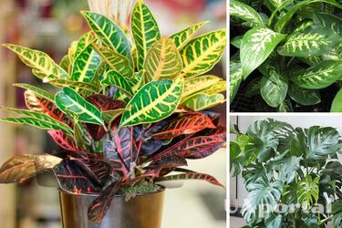 Кімнатні рослини, які висмоктують енергію з людини