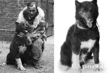 Ученые выяснили как знаменитой собаке Балто удалось спасти целый поселок от дифтерии