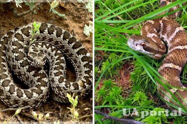 Відгородіть ділянку та встановіть відлякувачі: експерти порадили, що робити при появі змій на ділянці