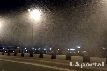 Из-за аномального налета насекомых на Прикарпатье дороги превратились в каток (видео)