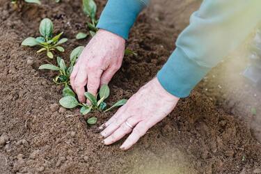 Почему важно чередовать культуры при высадке ТЕСТ