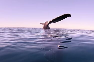 Застыл в воде хвостом вверх: на видео сняли странное поведение горбатого кита