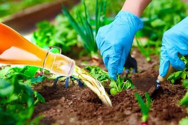 Так делали наши предки: для чего мочу подливать под растения на огороде и в саду