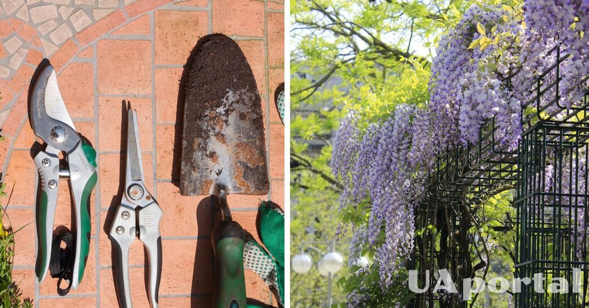 Gardeners explained how to prune wisteria to turn your garden into a fairy tale