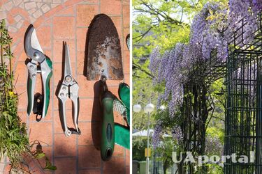 Садівники пояснили, як правильно обрізати гліцинію, щоб перетворити сад на казку